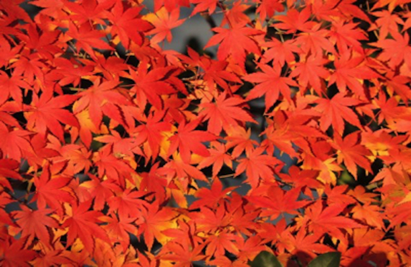 紅葉