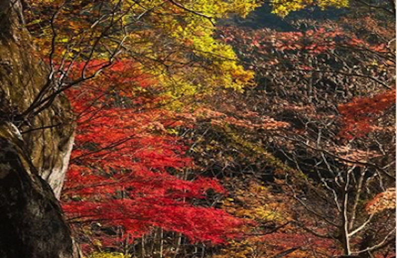 山の中の紅葉