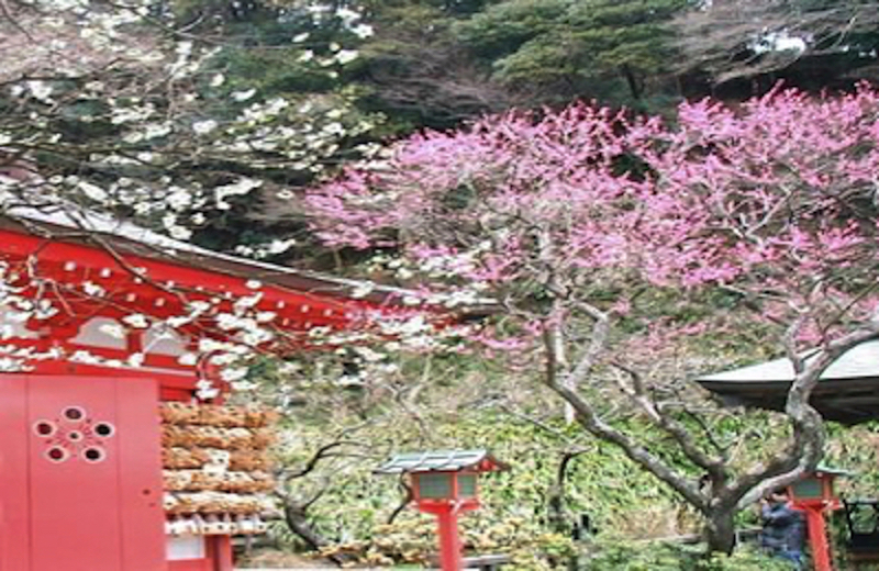 荏柄天神社の梅