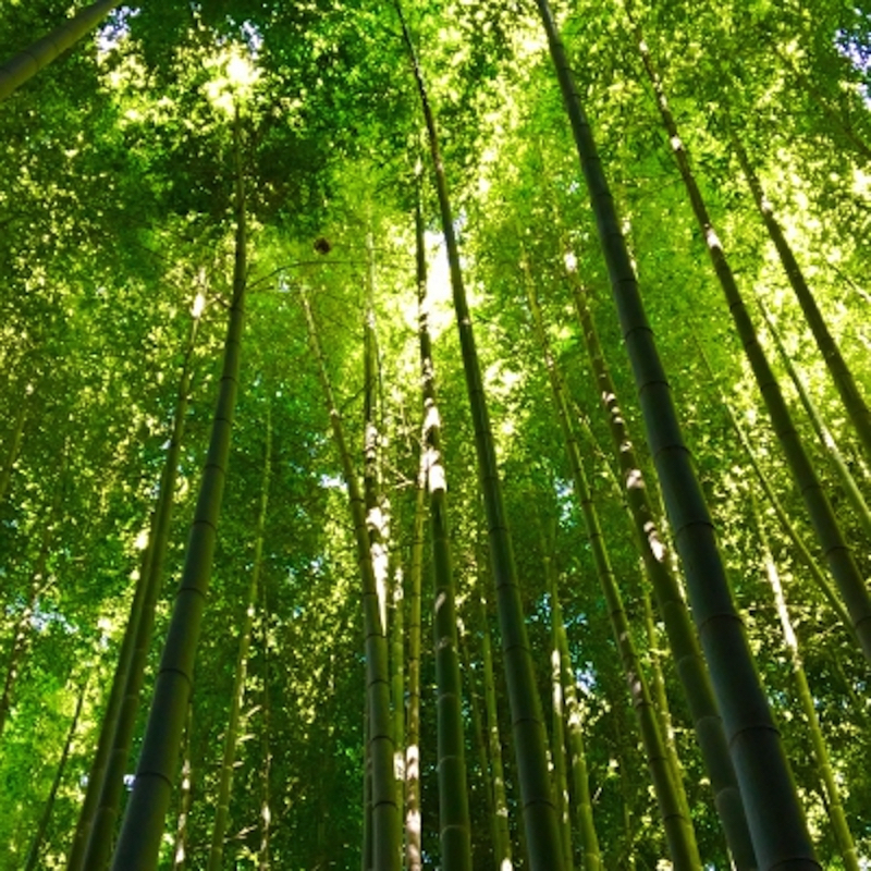 英勝寺の竹林