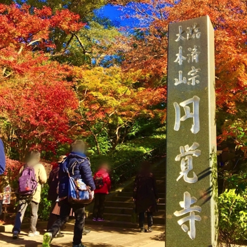 円覚寺紅葉