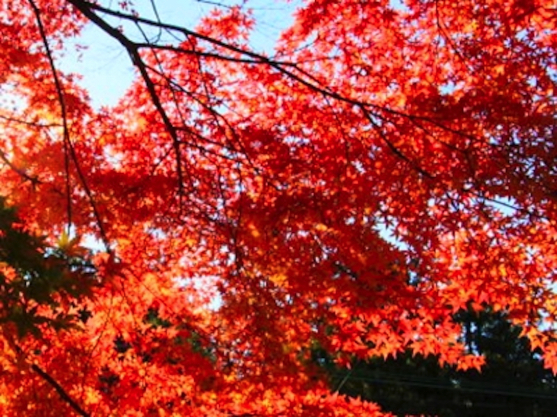 円覚寺紅葉