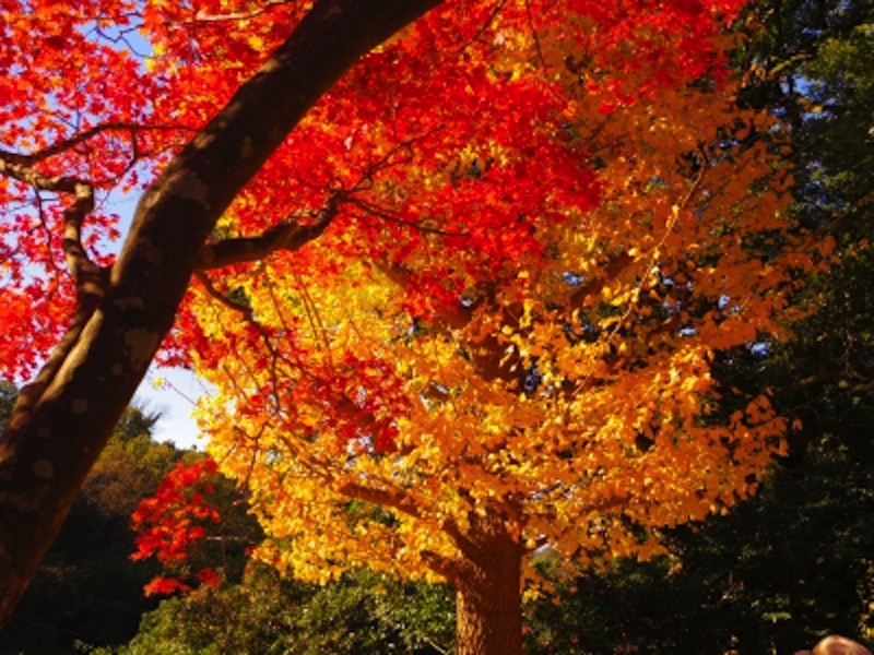 源氏山公園の紅葉