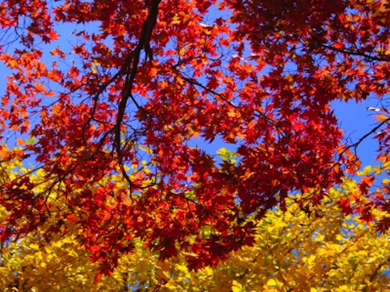 源氏山公園の紅葉