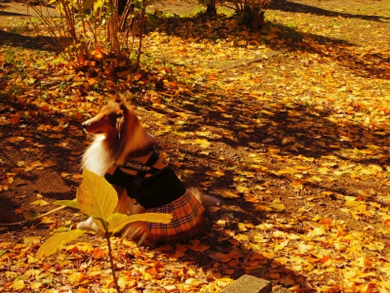 源氏山公園の紅葉