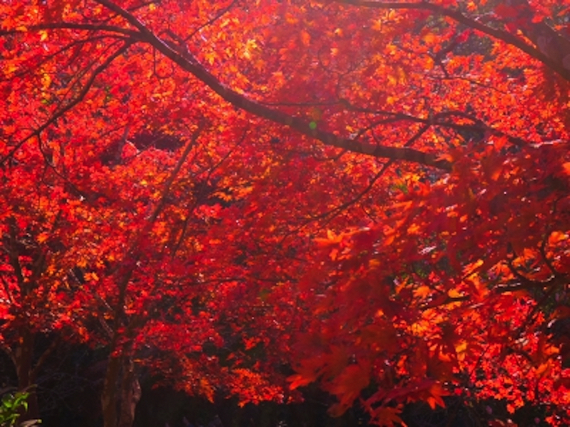 源氏山公園の紅葉