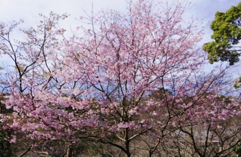 源氏山公園の桜