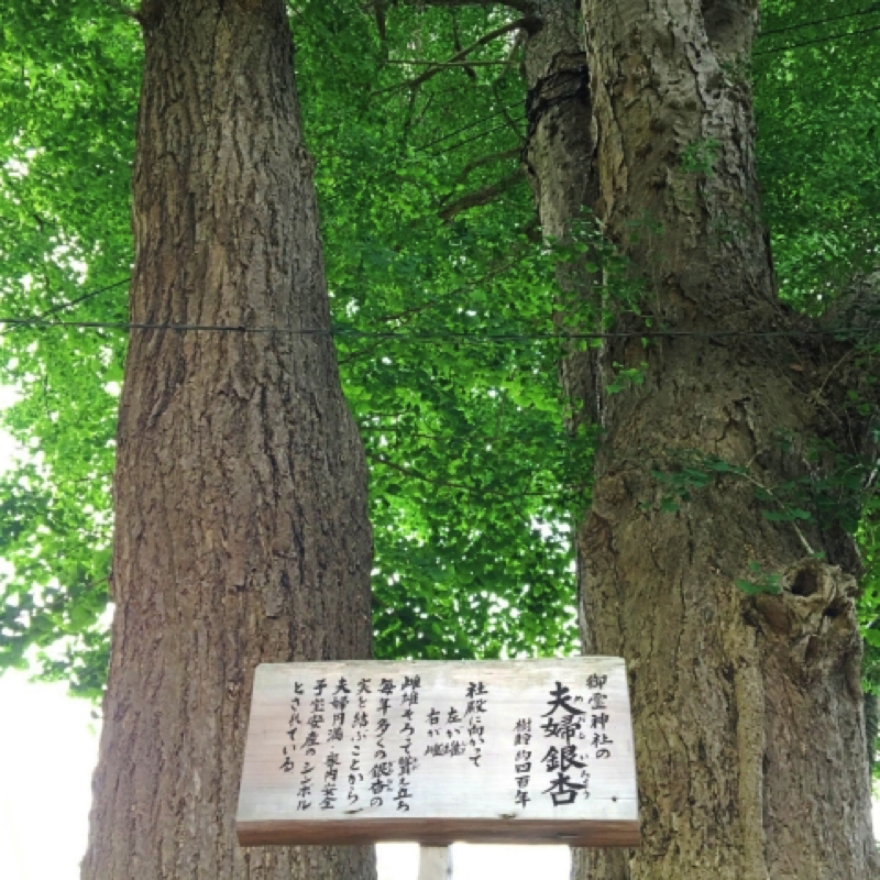 鎌倉御霊神社の夫婦いちょう