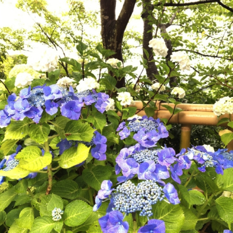 鎌倉長谷寺の紫陽花