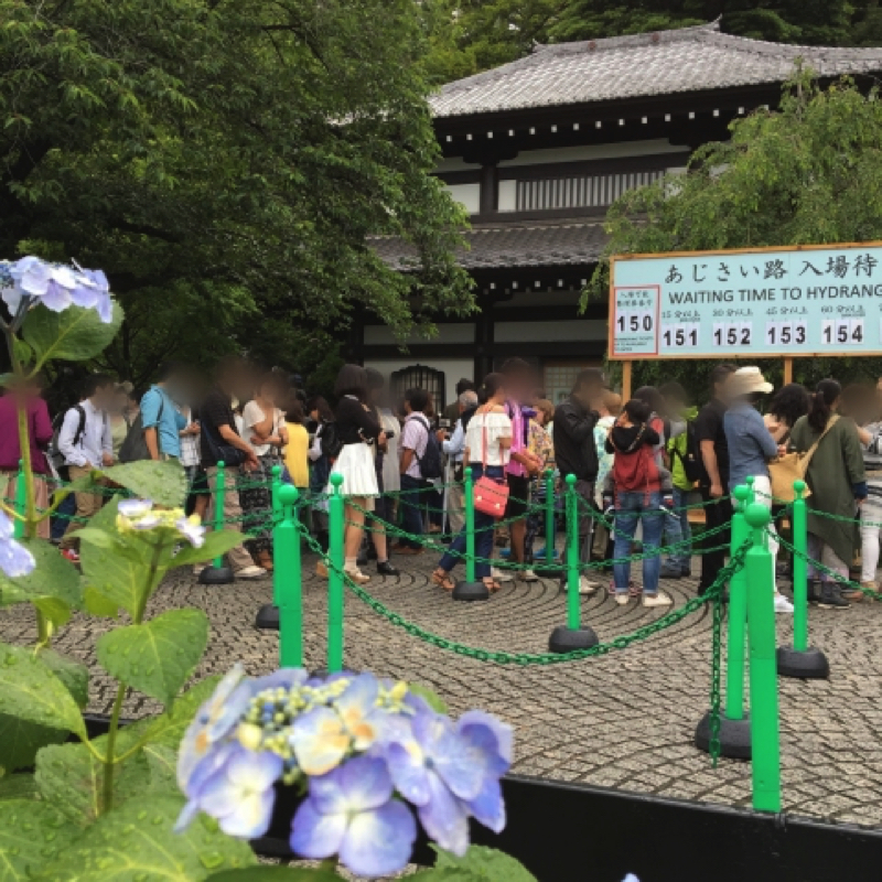 鎌倉長谷寺のあじさい路の行列