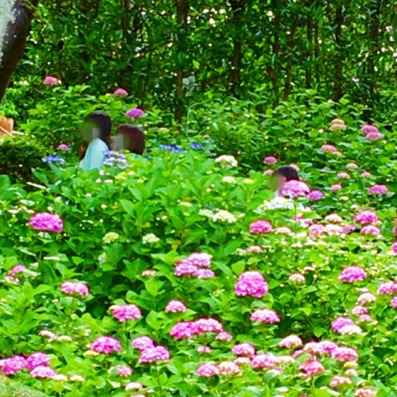 鎌倉長谷寺の紫陽花