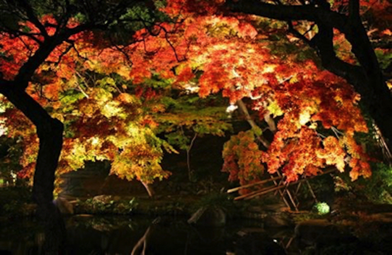 長谷寺紅葉