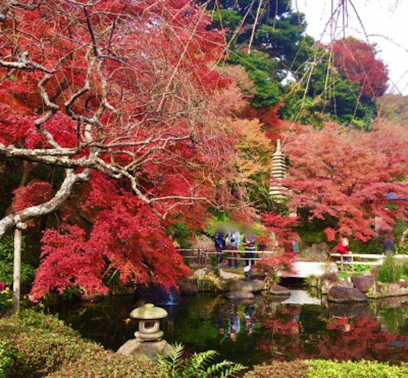 鎌倉長谷寺紅葉