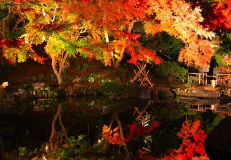 長谷寺の紅葉ライトアップ