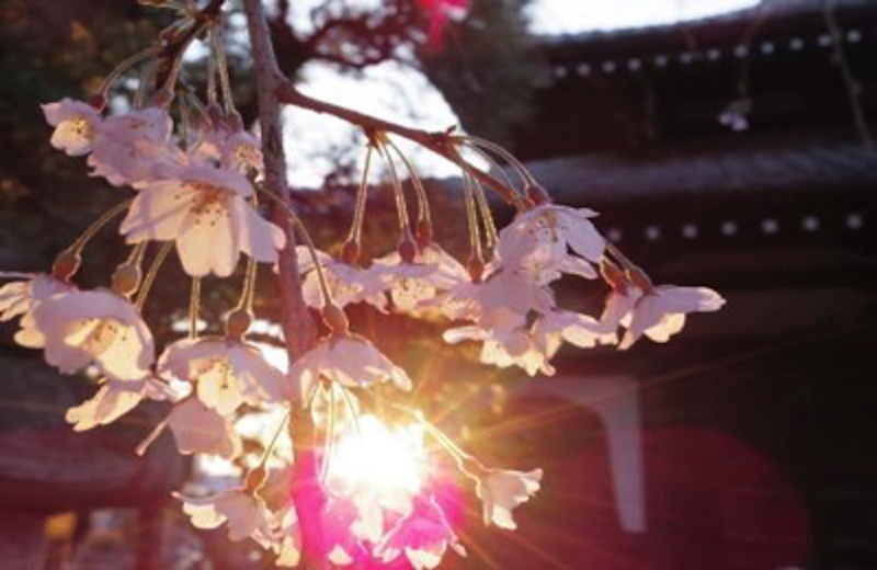 本覚寺しだれ桜