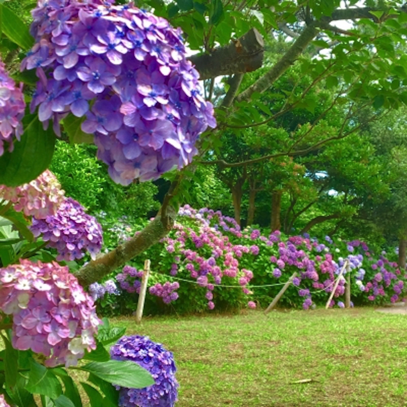 鎌倉稲村ヶ崎公園のあじさい満開