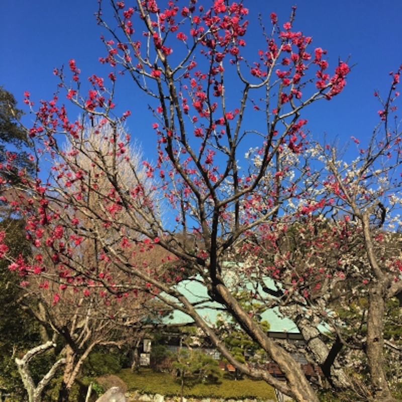 浄妙寺庭