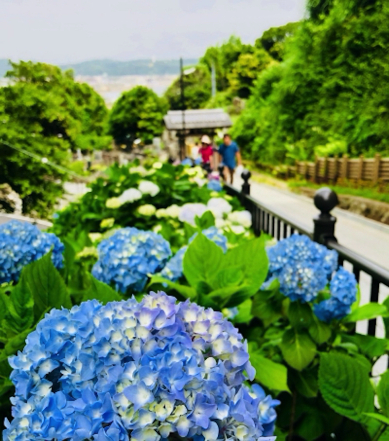 新しい鎌倉成就院の参道とあじさい