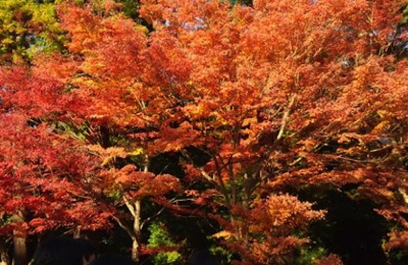 浄智寺紅葉