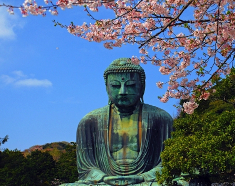 鎌倉大仏の桜