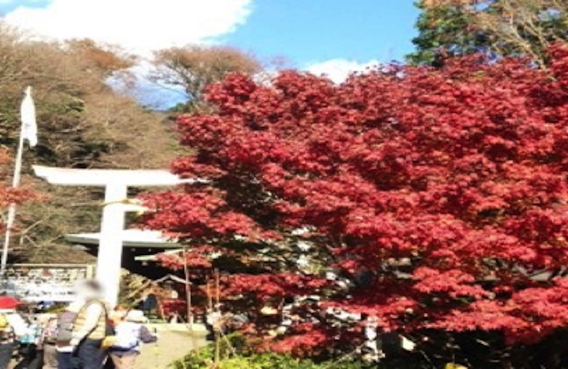 鎌倉宮紅葉