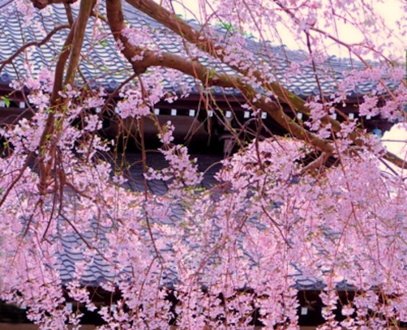 鎌倉本覚寺の桜