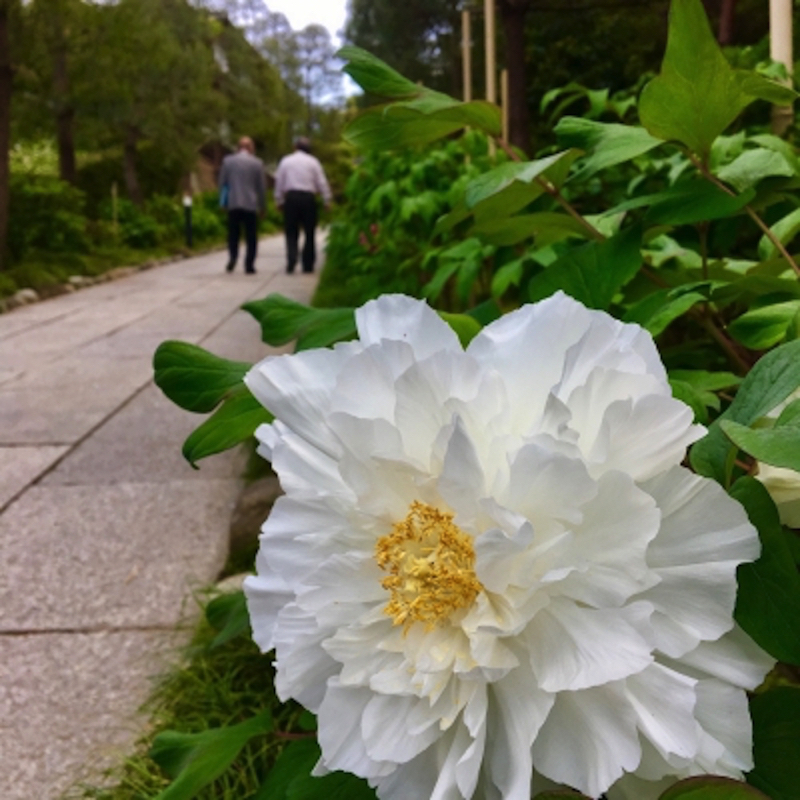 鎌倉建長寺ぼたん