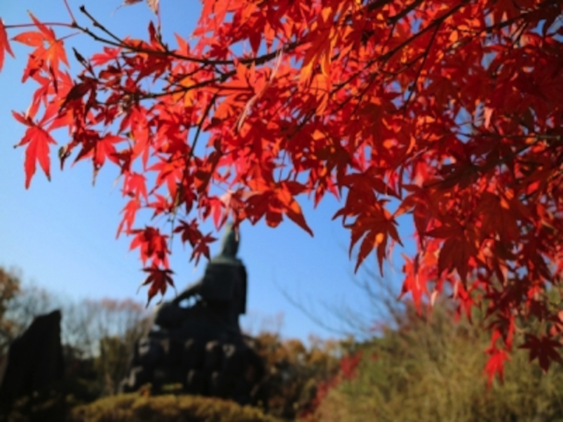 鎌倉源氏山の紅葉