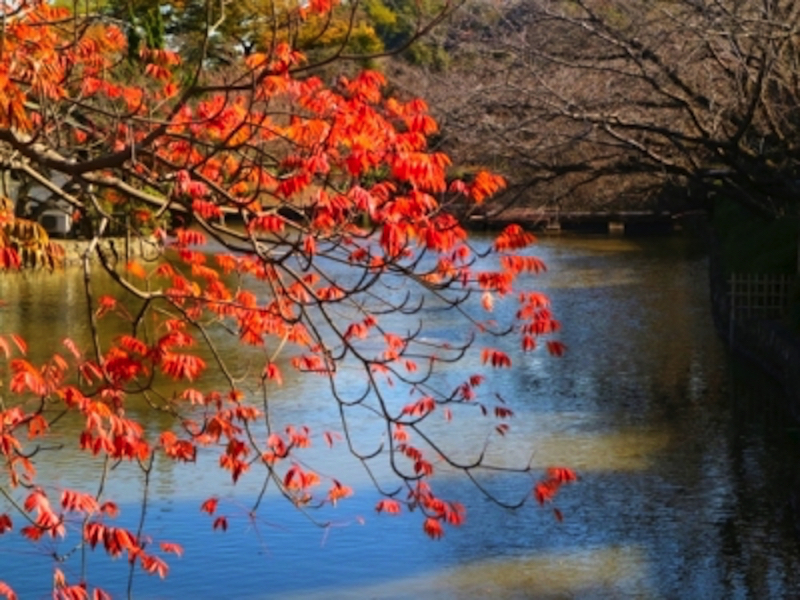 鎌倉鶴岡八幡宮の紅葉