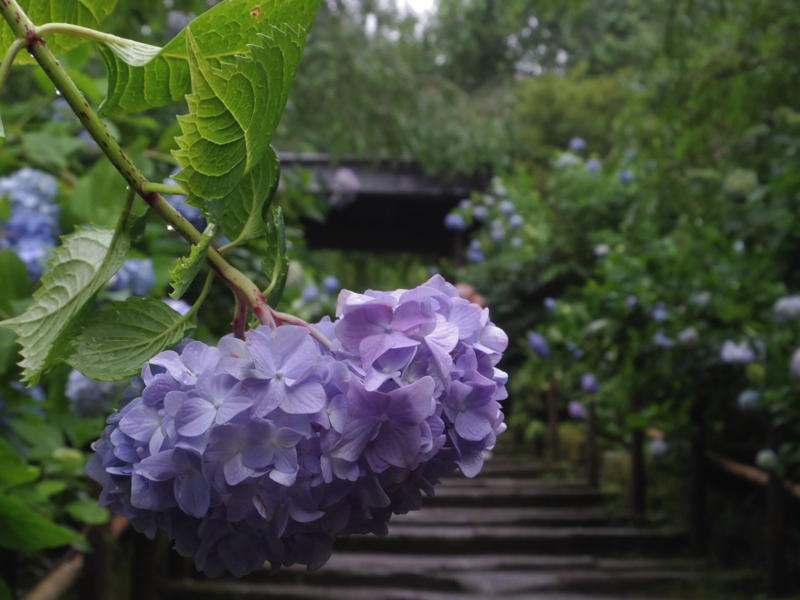 鎌倉明月院（あじさい寺）の紫陽花