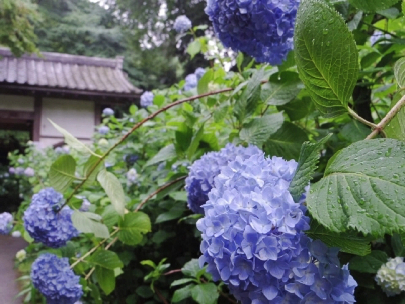 鎌倉明月院（あじさい寺）の紫陽花