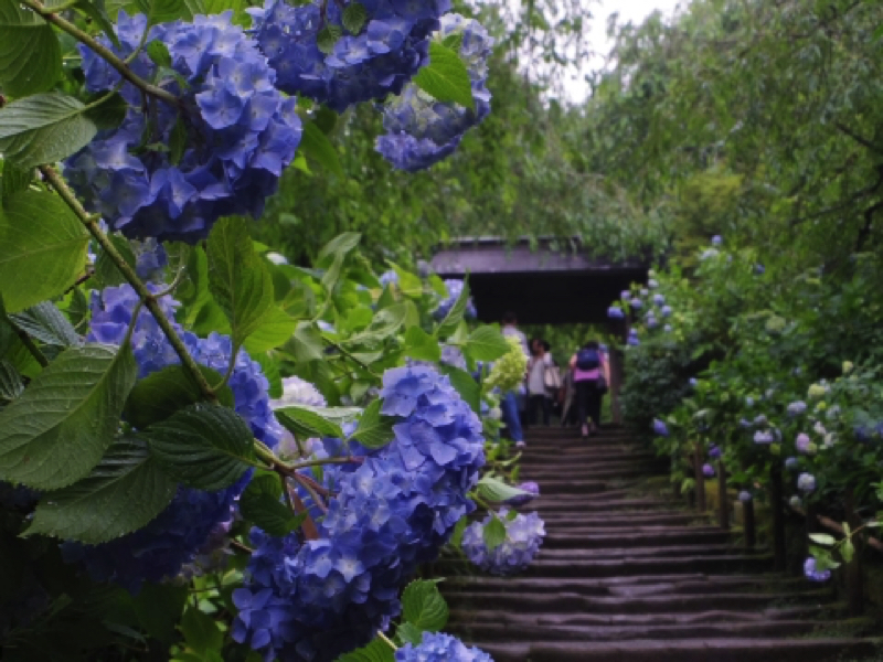 鎌倉明月院（あじさい寺）の紫陽花