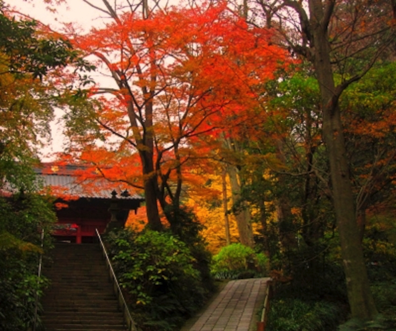 鎌倉妙本寺紅葉