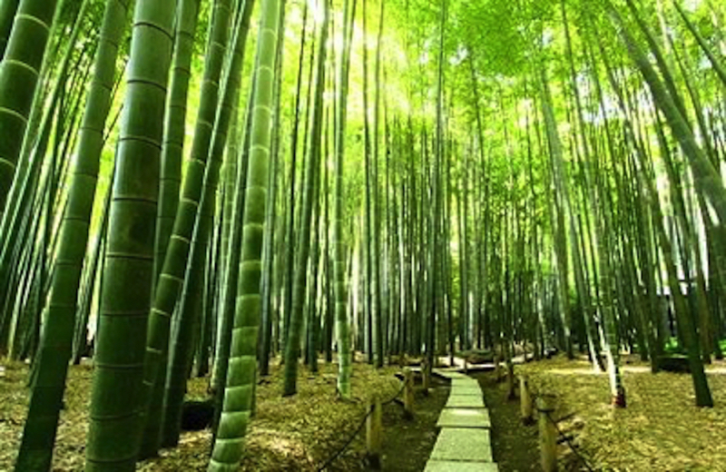 報国寺竹寺