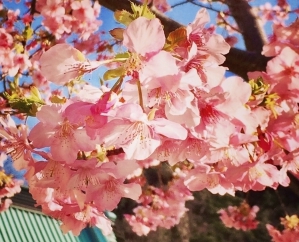 鎌倉の桜