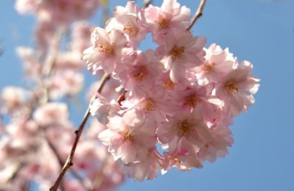 鎌倉の桜