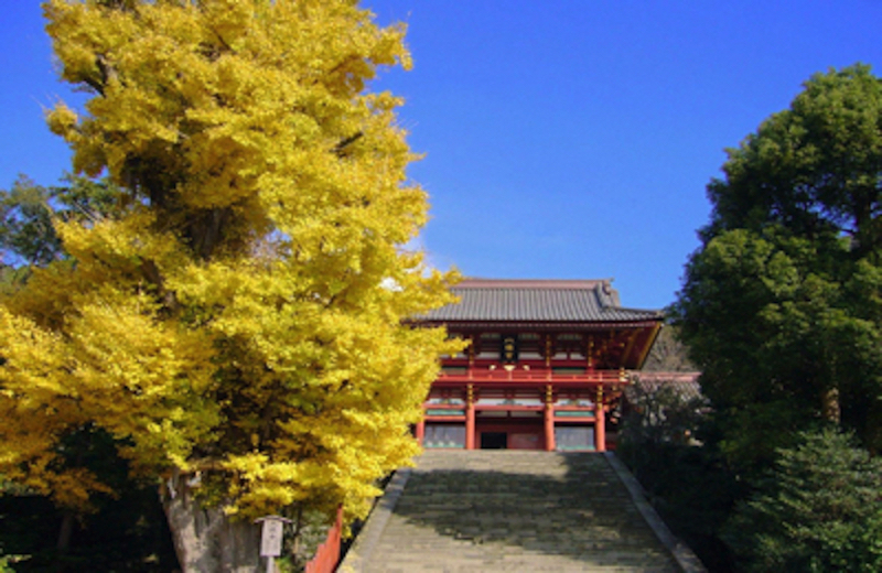 鶴岡八幡宮大銀杏