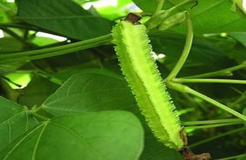 鎌倉野菜の四角豆画像