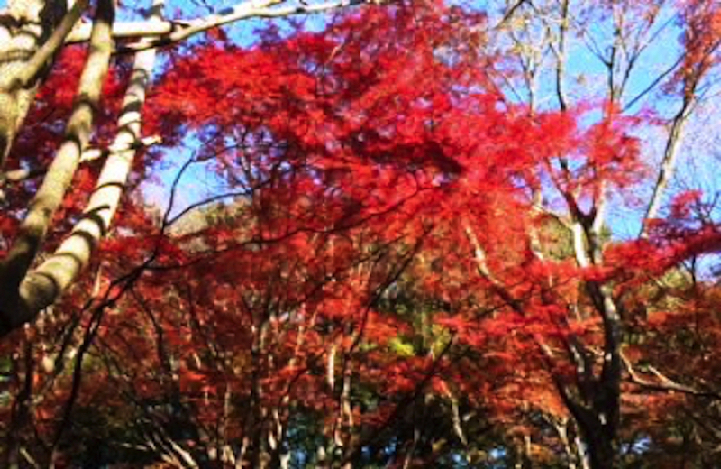 獅子舞紅葉