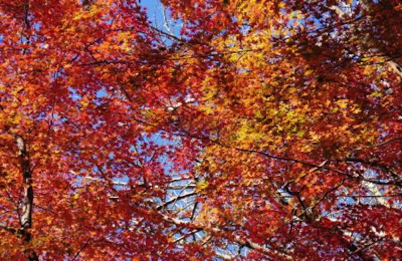 獅子舞の紅葉2