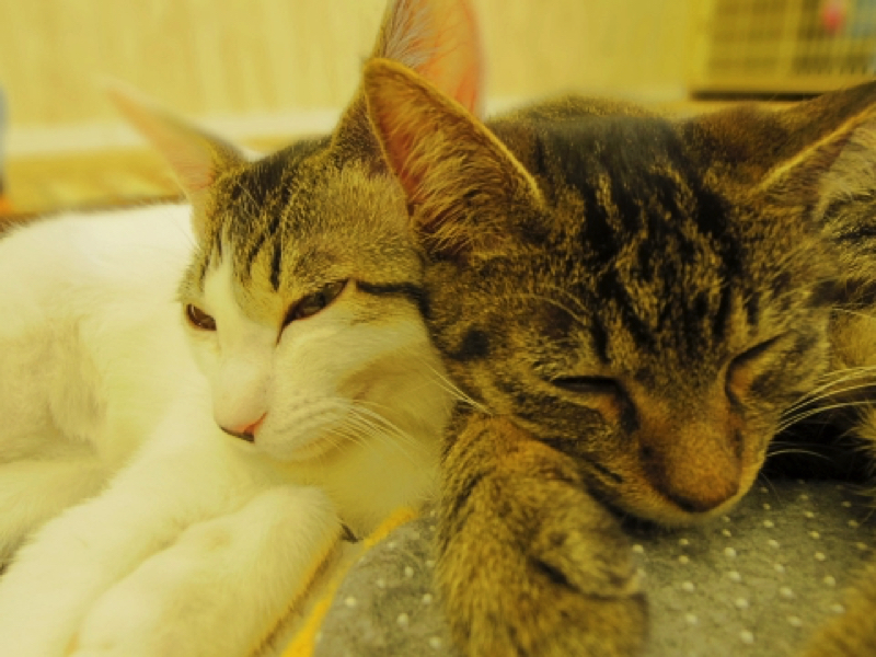 にゃんくるの猫