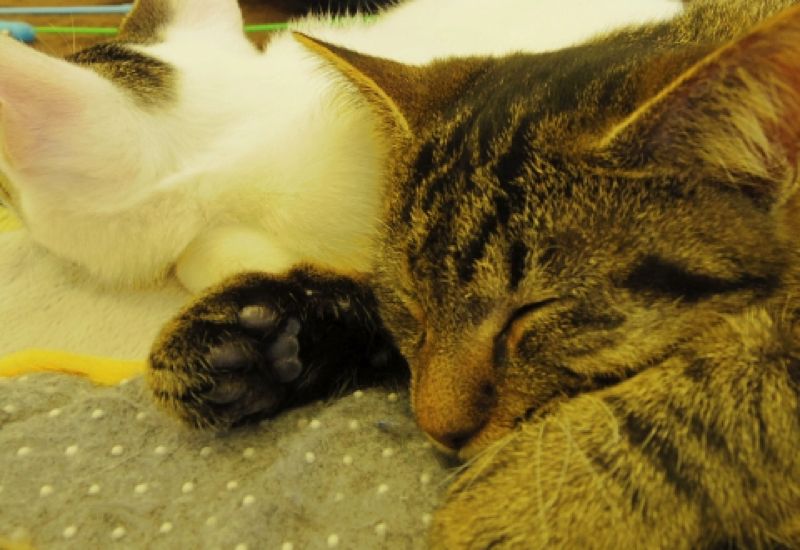 にゃんくるの猫2