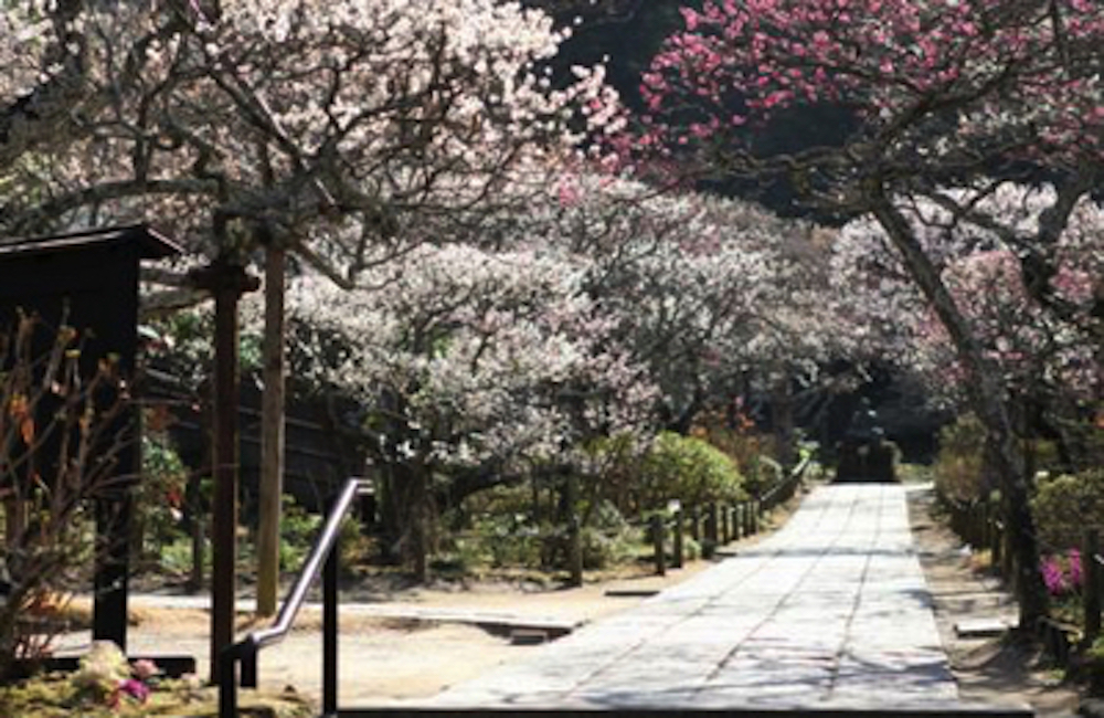 東慶寺花の様子