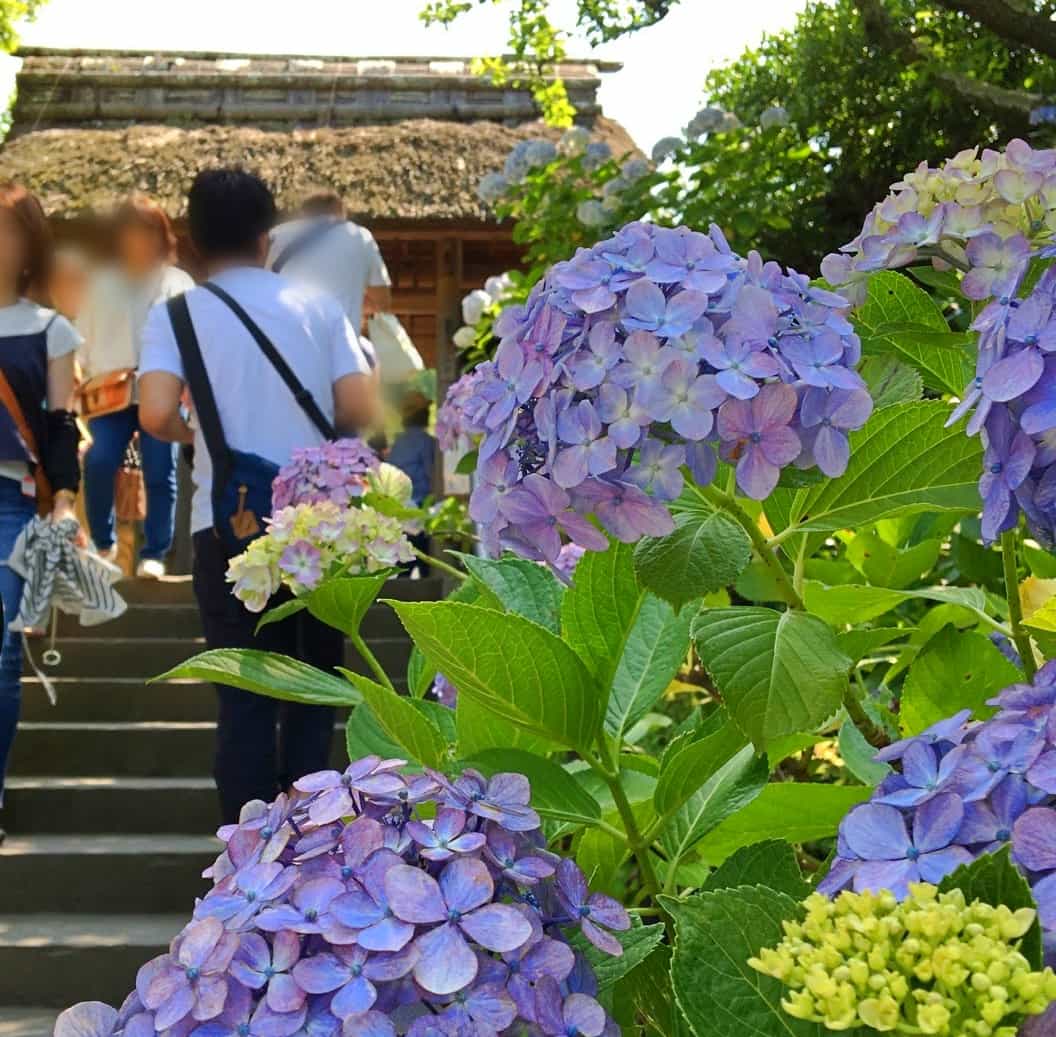 東慶寺のあじさい