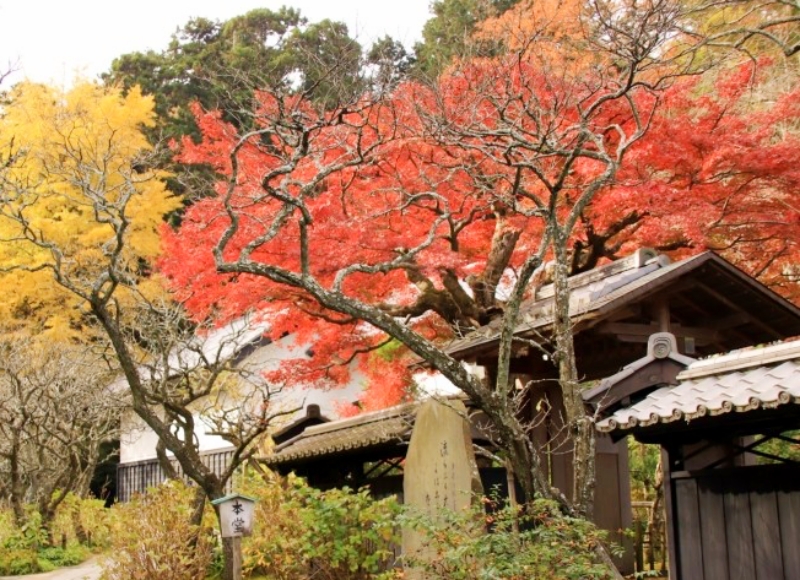 東慶寺紅葉