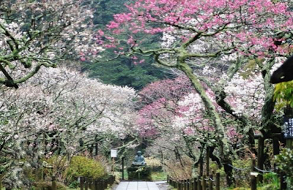 東慶寺の梅の花