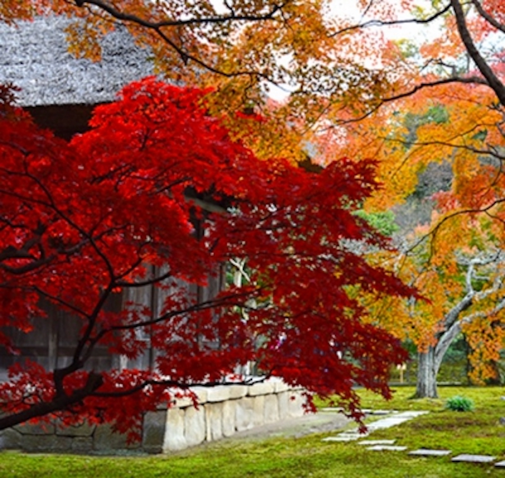 北鎌倉長寿寺紅葉