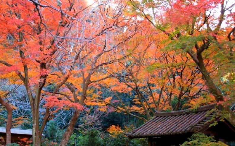 瑞泉寺紅葉