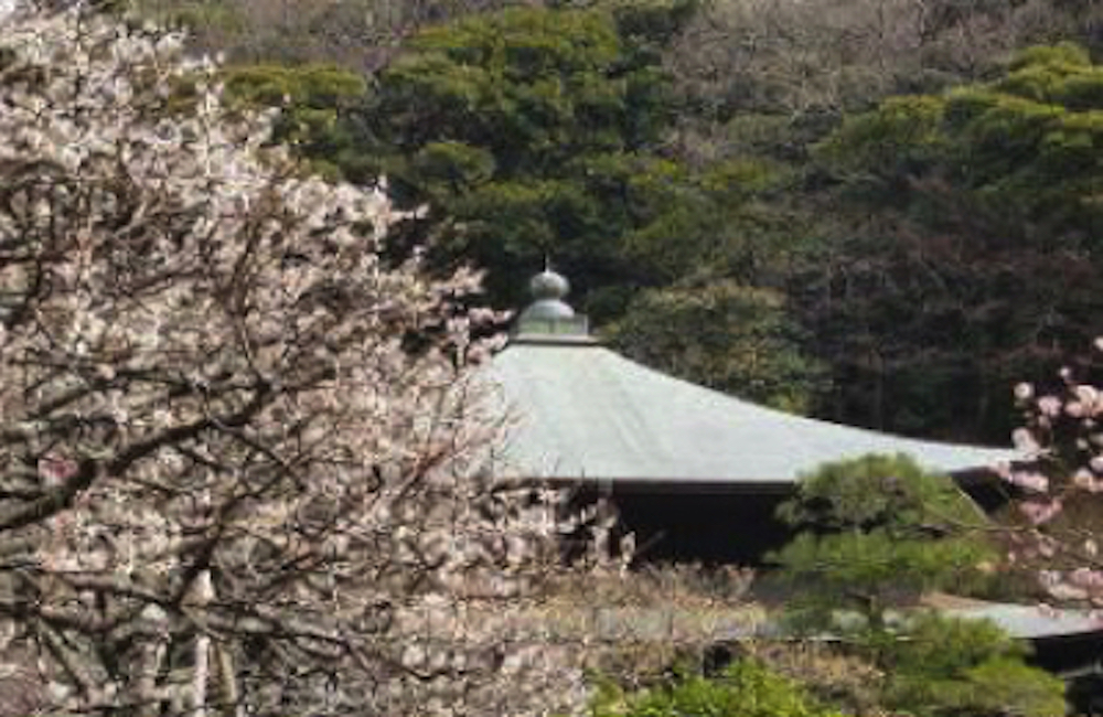 瑞泉寺の梅